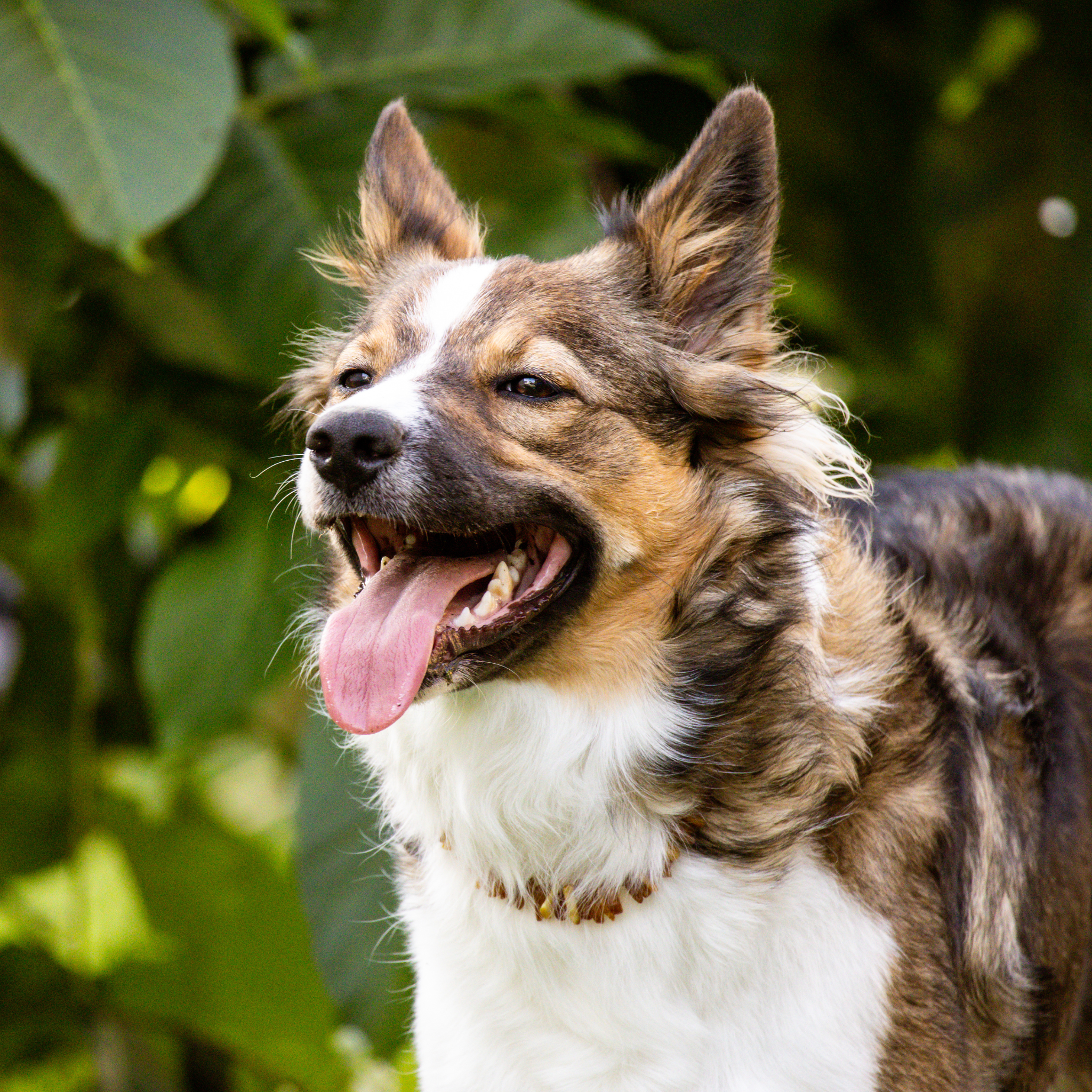  10 Signs of Dehydration in Dogs: A Complete Vet-Backed Checklist