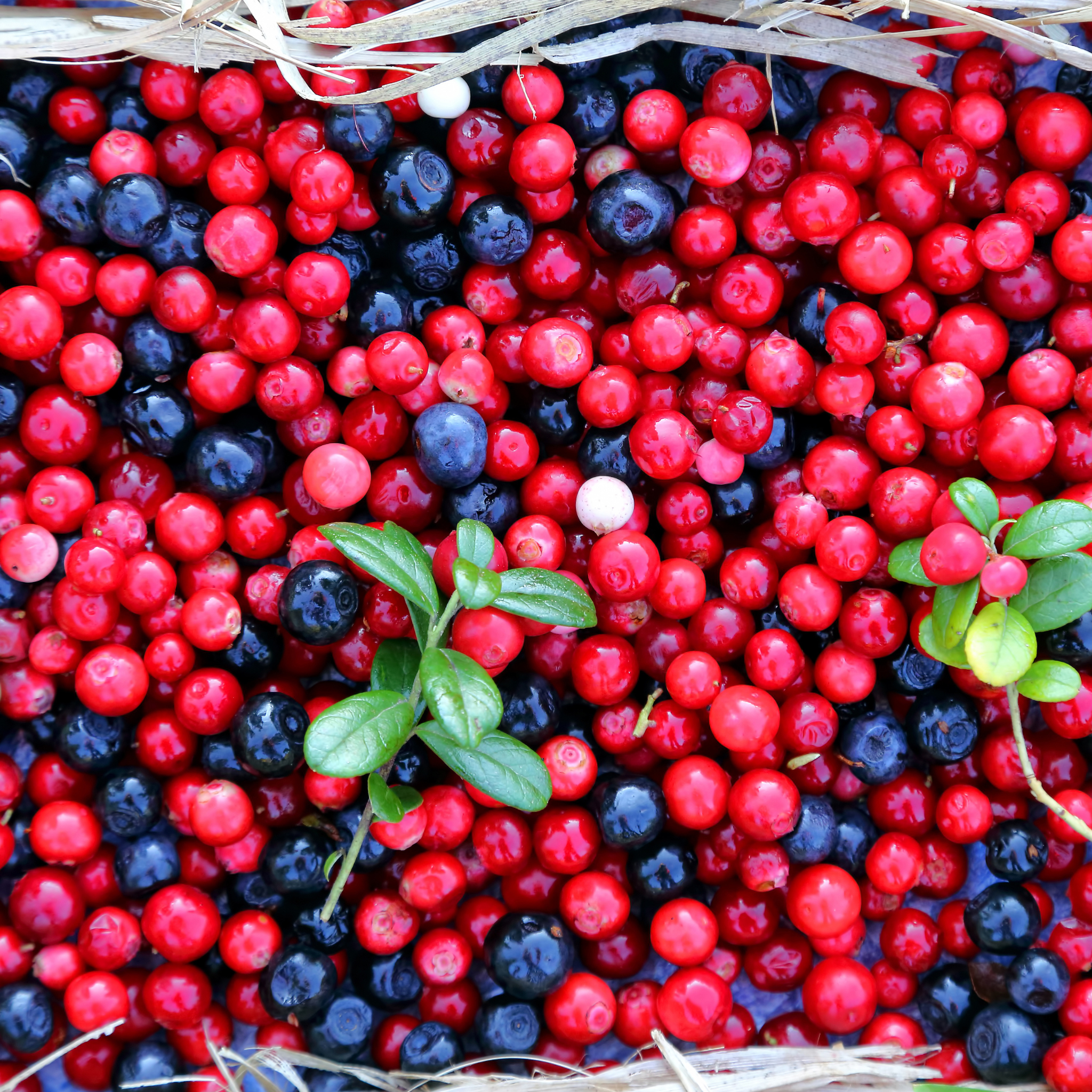 Natural Ingredients That Help Dogs Stay Hydrated: The Science Behind Blueberry, Cranberry & Coconut Water