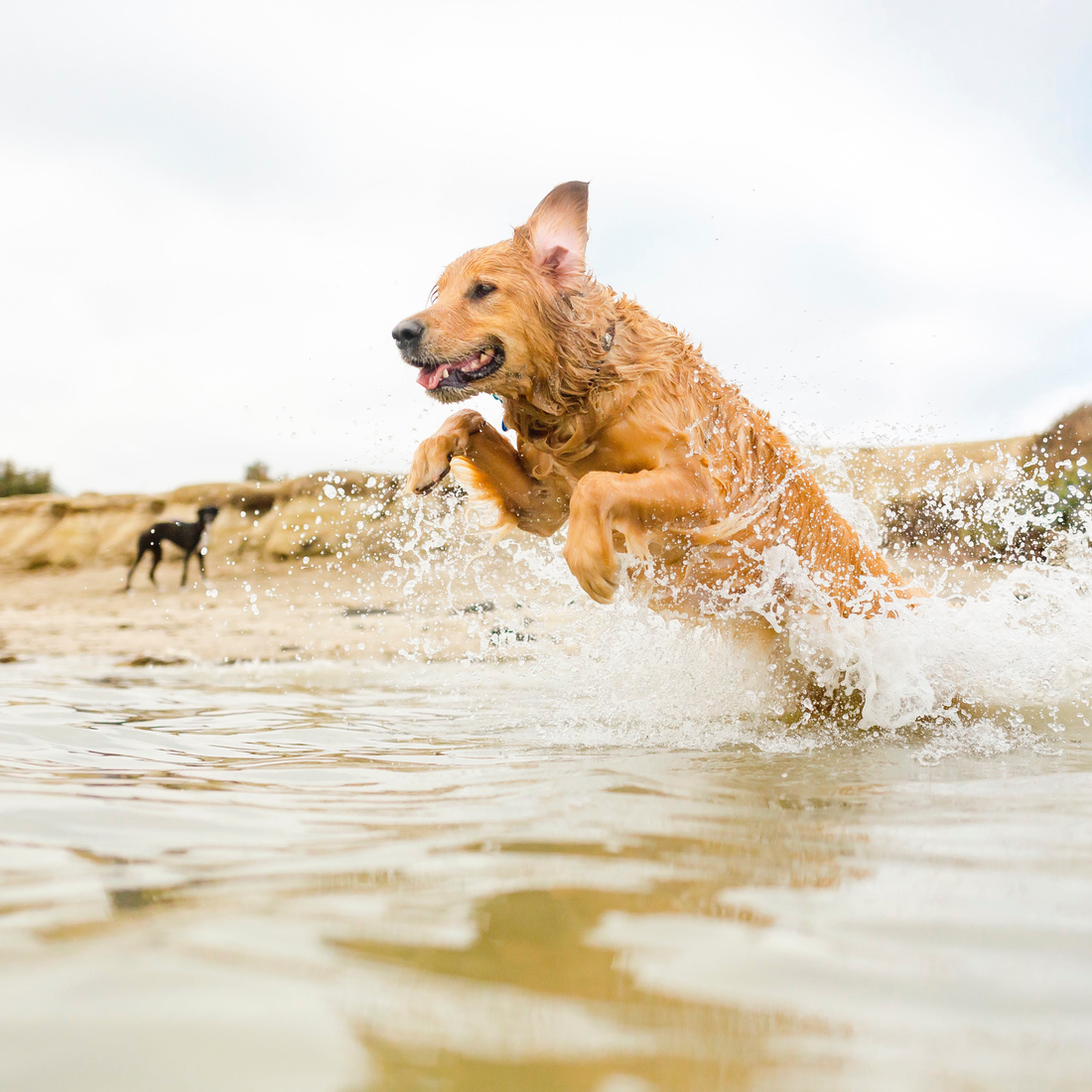Why Dogs Get Dehydrated in Hot Weather: Heat Risks and Prevention Tips