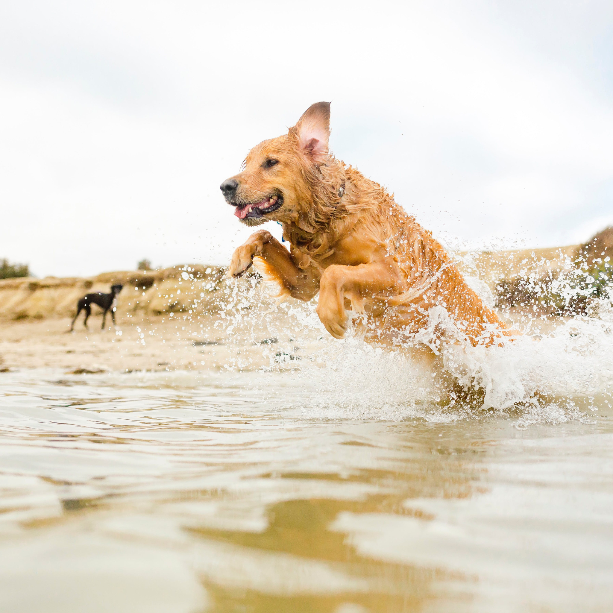 Why Dogs Get Dehydrated in Hot Weather: Heat Risks and Prevention Tips