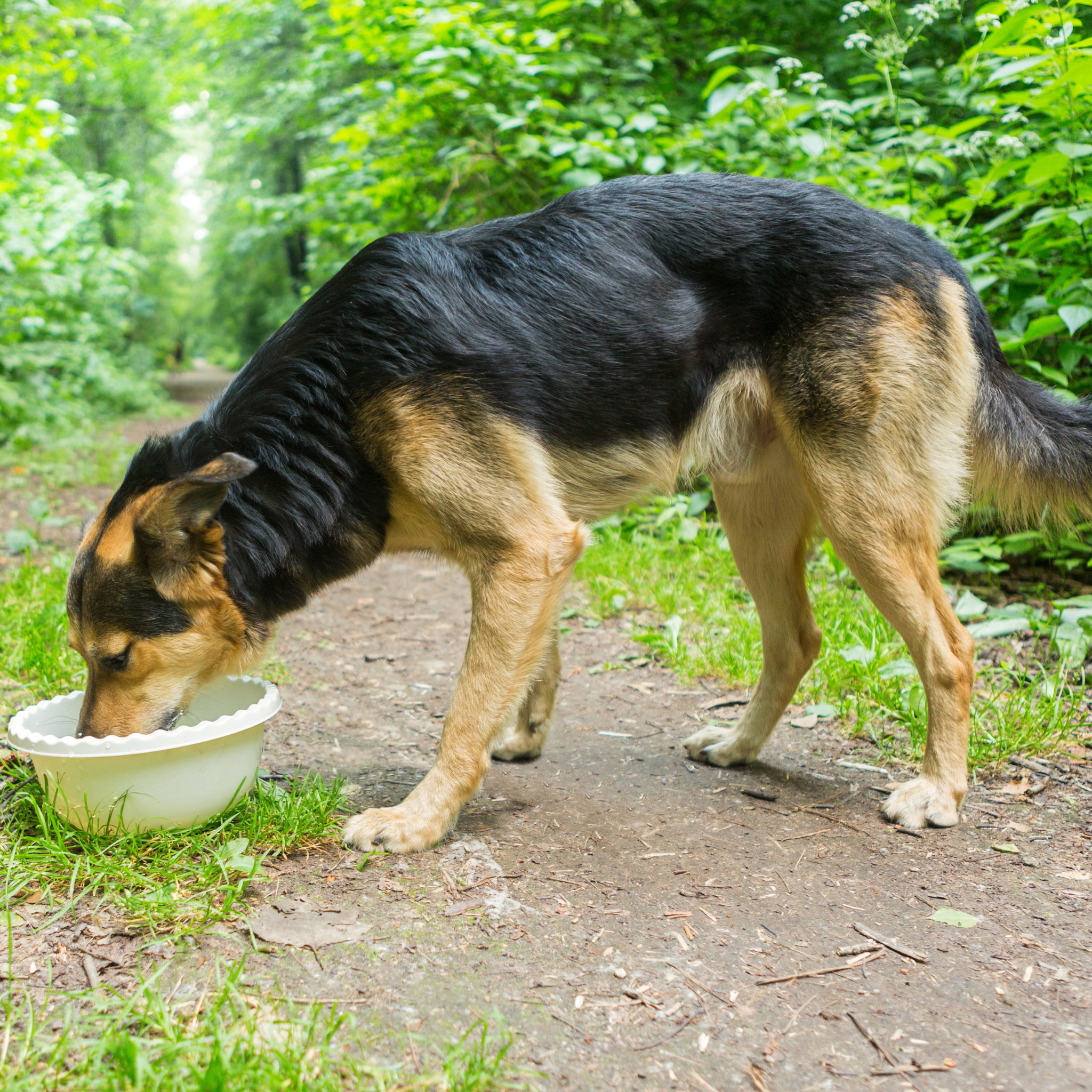 Dog Electrolytes Explained: Why They Matter and Safe Ways to Support Hydration