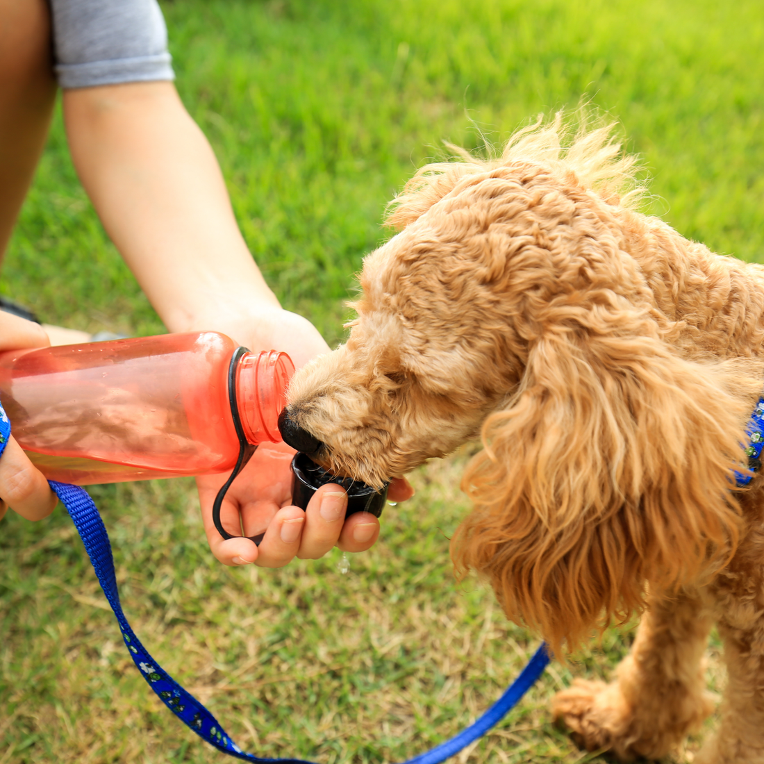 Can Dogs Drink Pedialyte? Vet Advice, Risks, and Natural Alternatives
