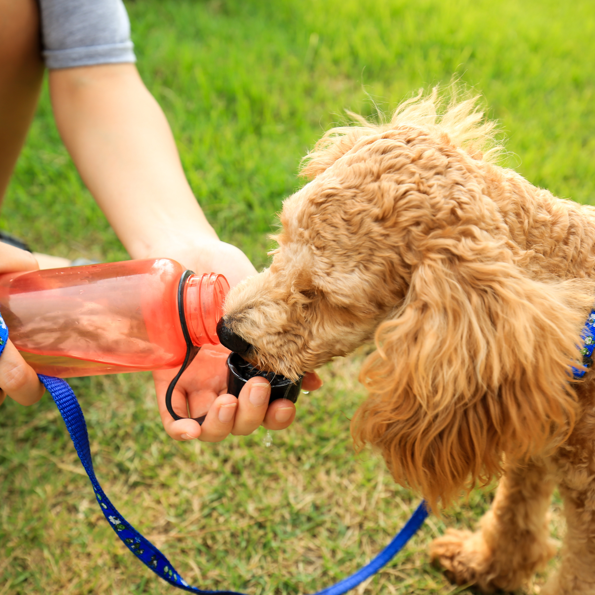 Can Dogs Drink Pedialyte? Vet Advice, Risks, and Natural Alternatives