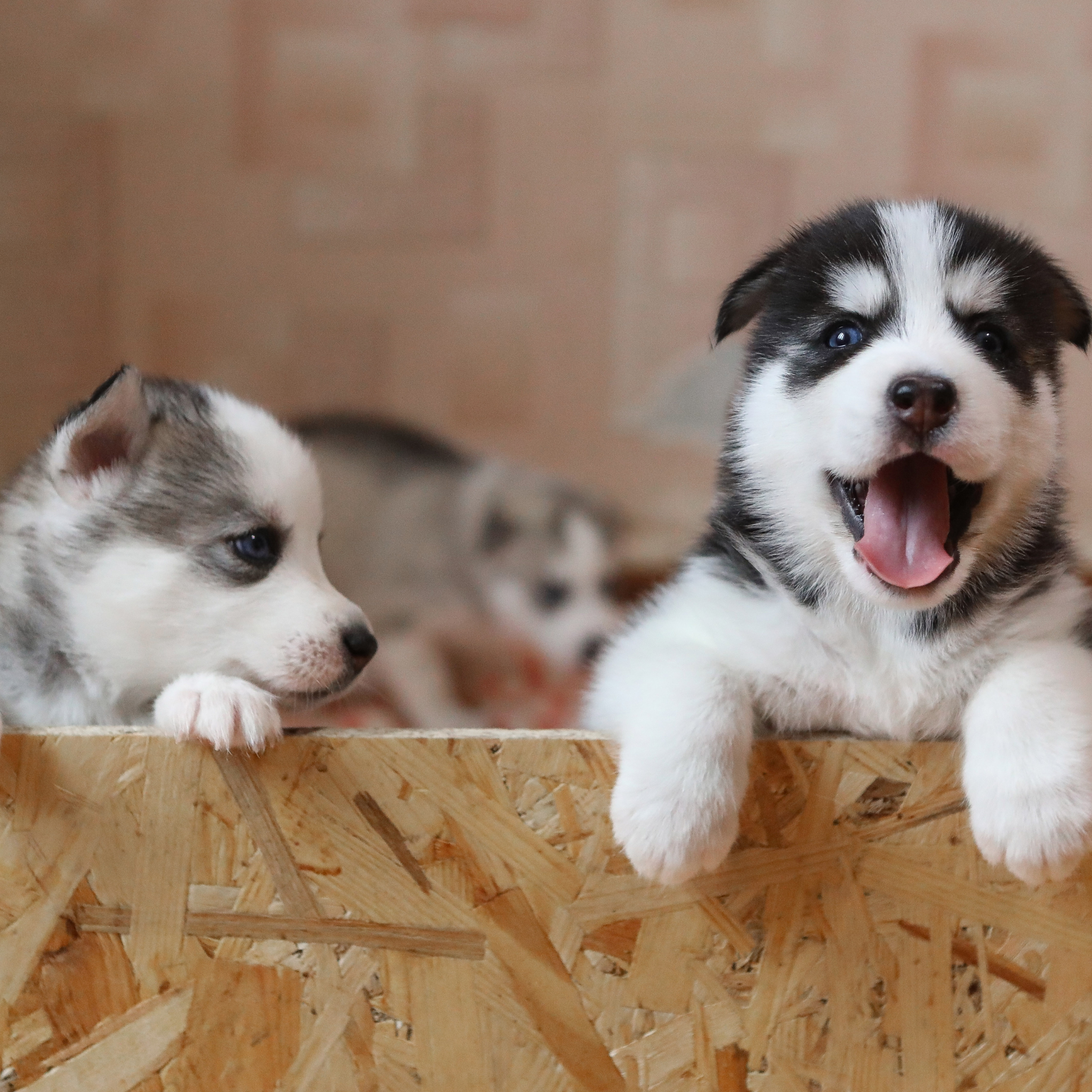 Can Puppies Have Pedialyte? What You Need to Know About Puppy Hydration