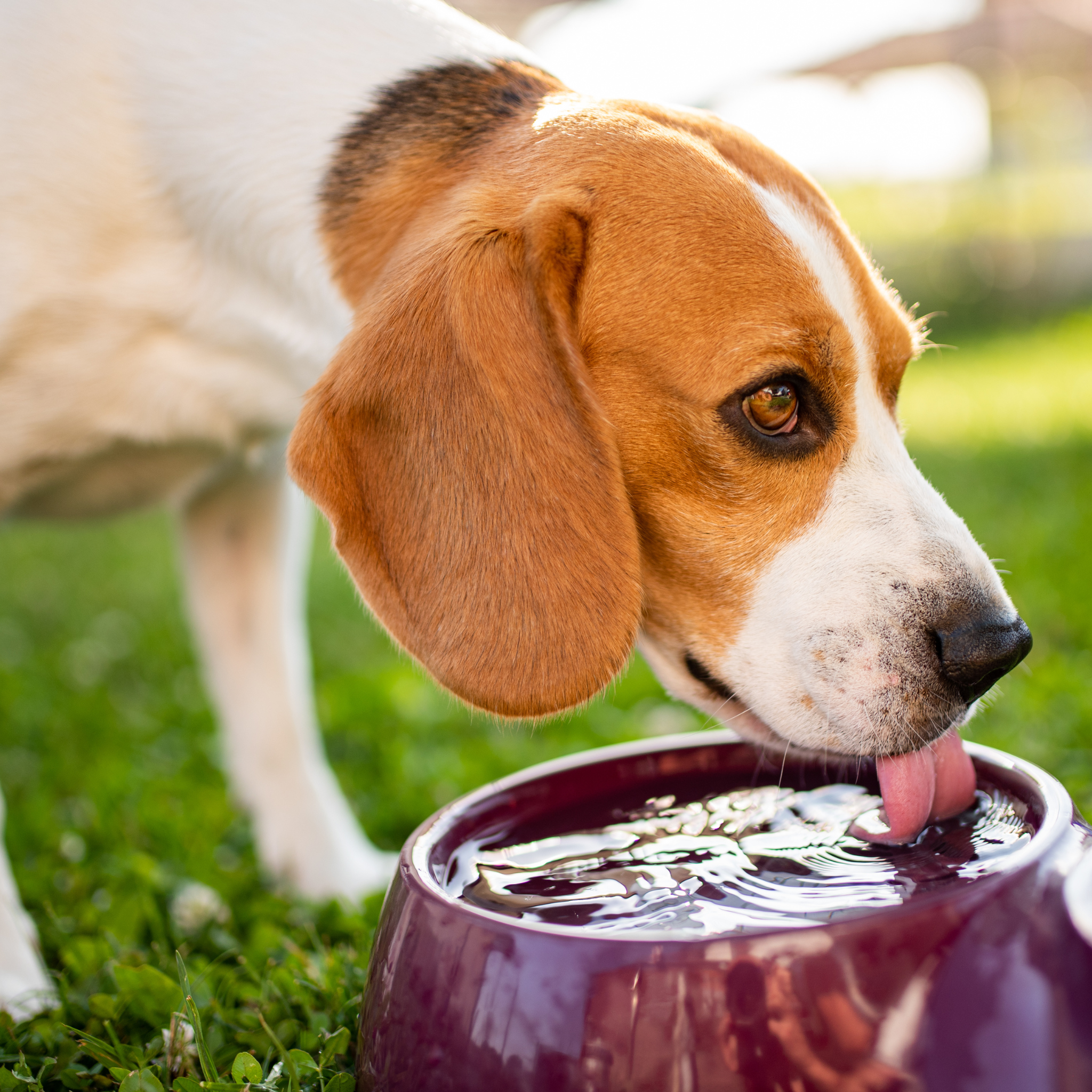 Common Dog Hydration Myths: Why Sugar Drinks and Human Electrolytes Are Not Safe