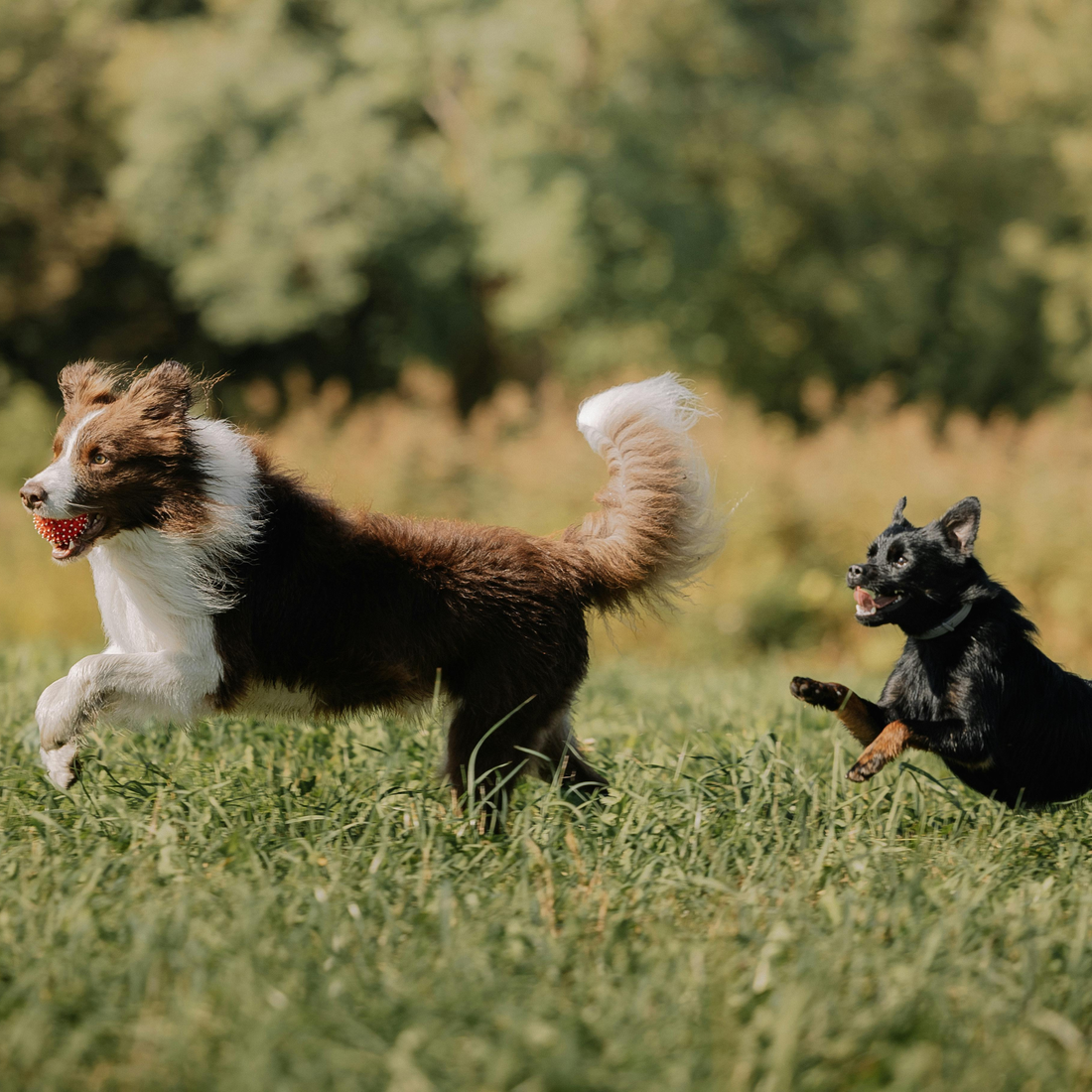 Do Active Dogs Need Electrolytes? Hydration Tips for Running, Hiking & Training Dogs