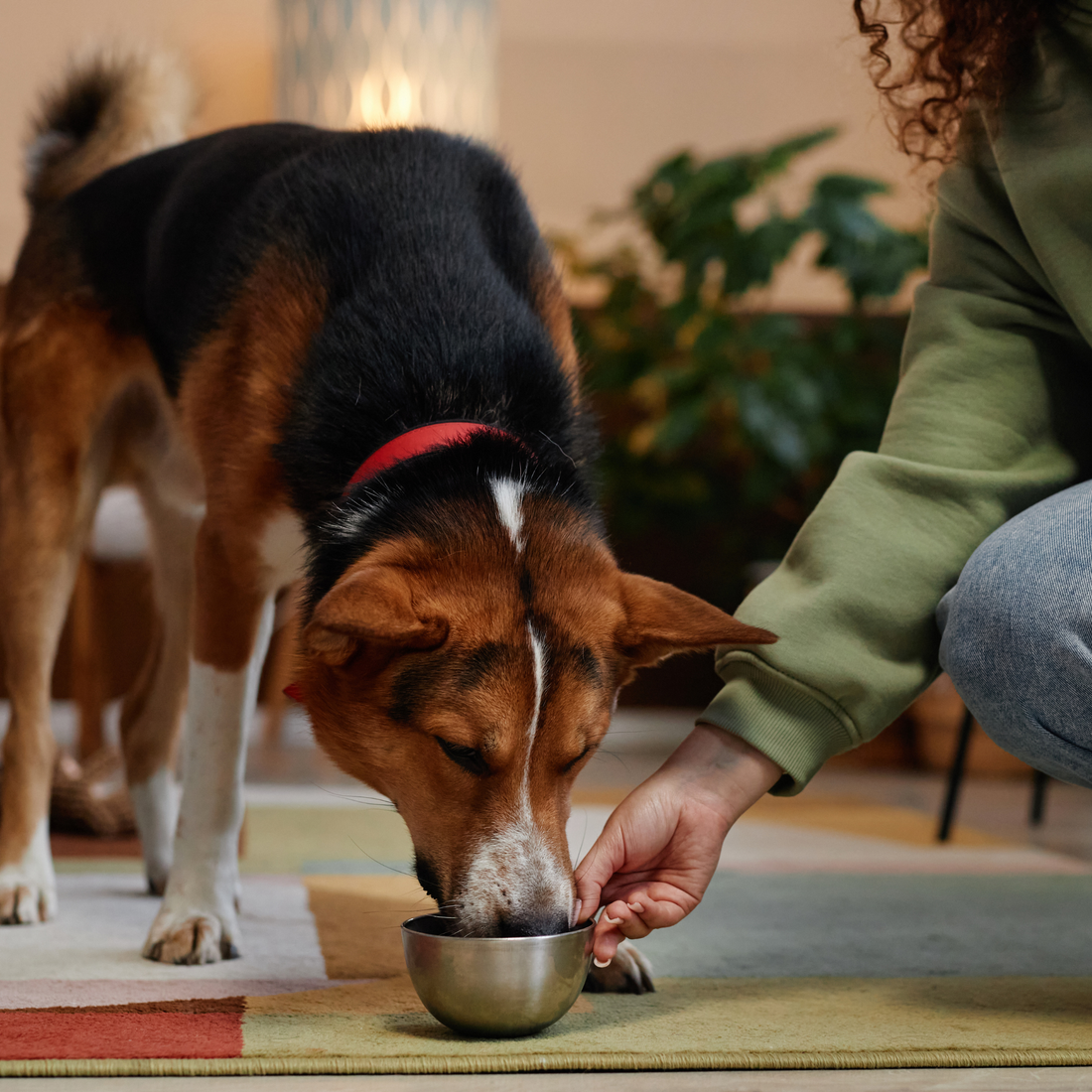 How to Rehydrate a Dog Quickly: The Most Effective At-Home Methods