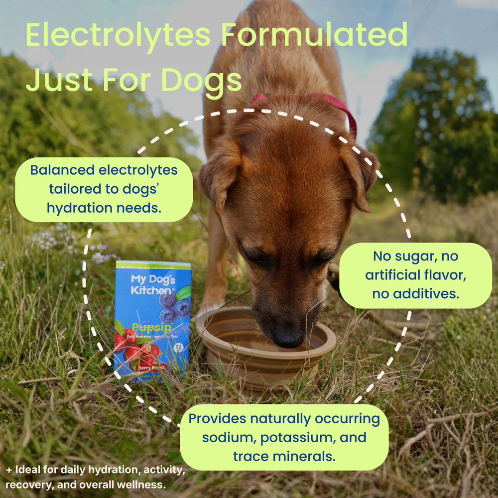 Natural Electrolytes — Berry Boost Dog Hydration Support