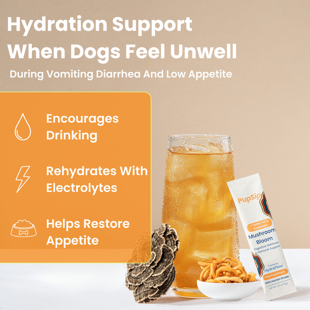 Mushroom Bloom - Hydration + Gut Support