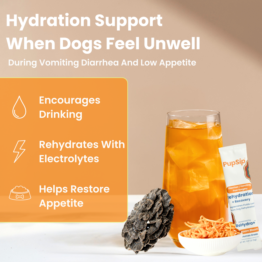 Mushroom Bloom- Hydration & Recovery Support