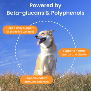 Mushroom Bloom-Immune Support & Digestive Wellness