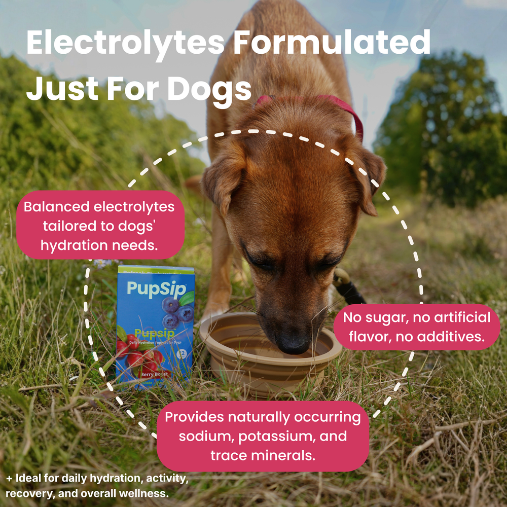 Berry Boost-Dog Electrolytes