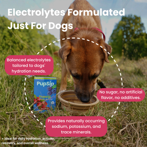 Berry Boost-Dog Electrolytes