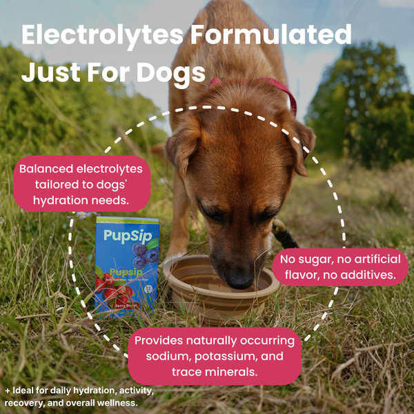 Berry Boost-Dog Electrolytes