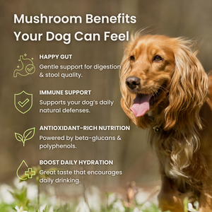 Mushroom Bloom-Digestive Wellness & Immune Support