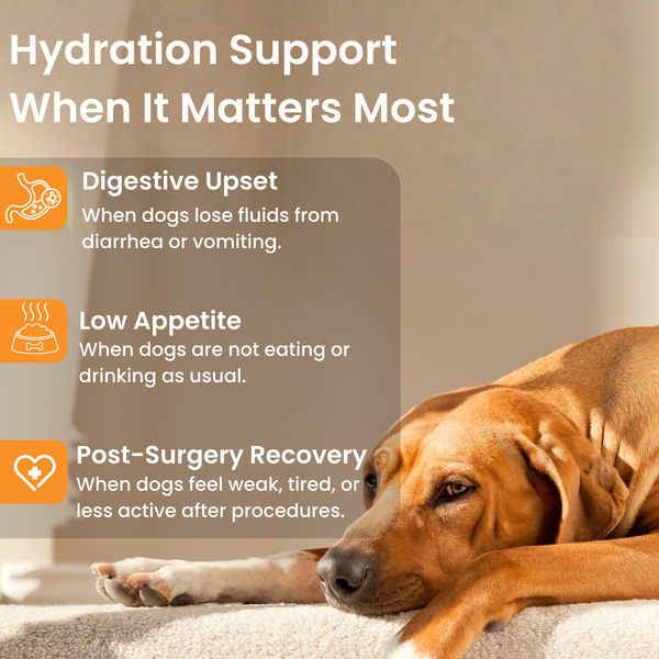 Mushroom Bloom- Hydration & Recovery Support