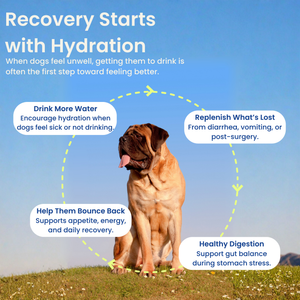 Mushroom Bloom- Hydration & Recovery Support