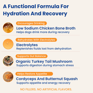 Mushroom Bloom - Hydration + Gut Support