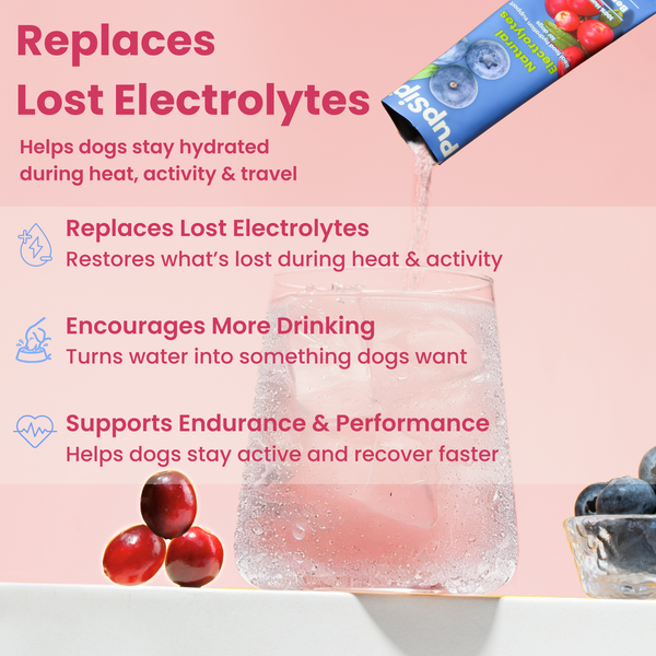 Berry Boost-Dog Electrolytes