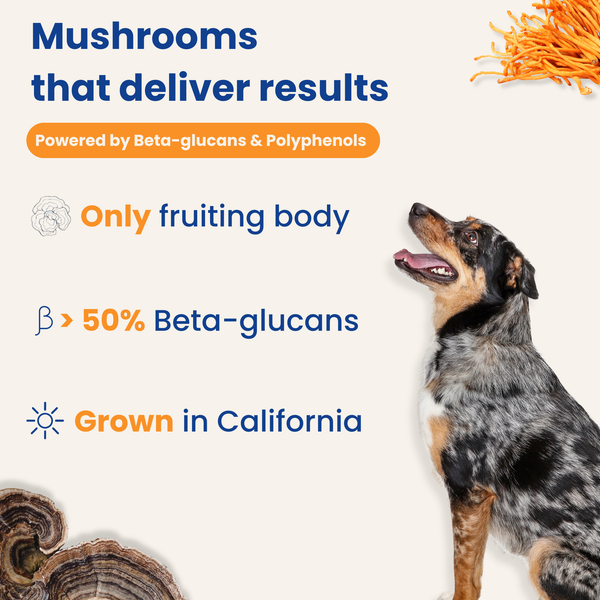 Mushroom Bloom-Immune Support & Digestive Wellness