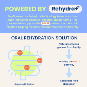 Natural Electrolytes — Berry Boost Dog Hydration Support
