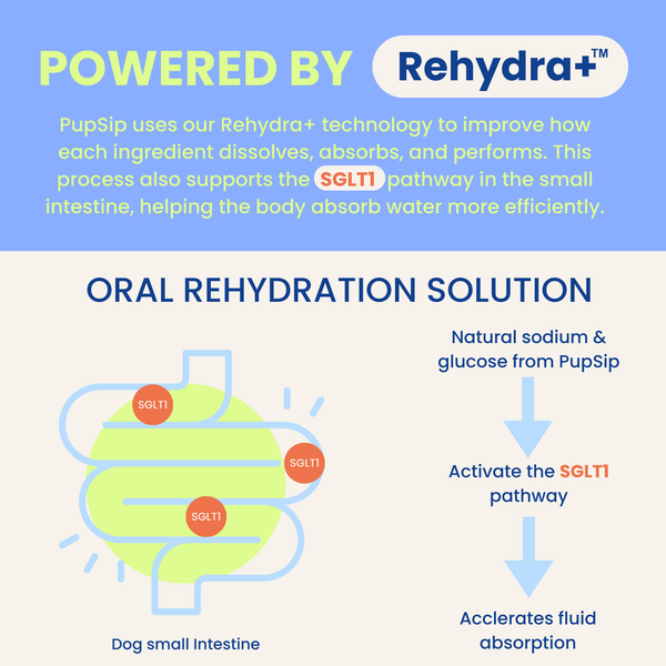 Natural Electrolytes — Berry Boost Dog Hydration Support