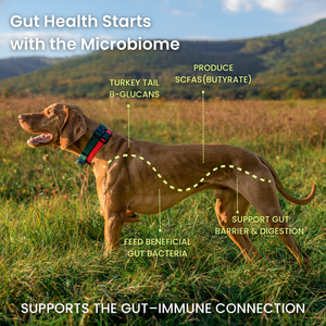 Mushroom Bloom- Sensitive Stomach & Gut Health Support