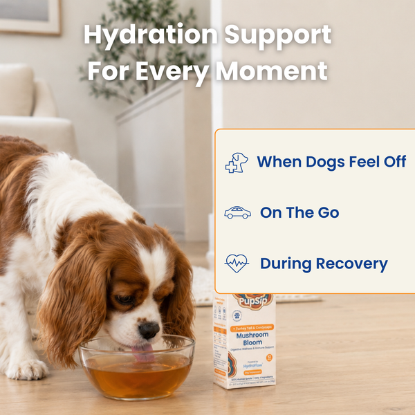 Mushroom Bloom - Hydration + Gut Support