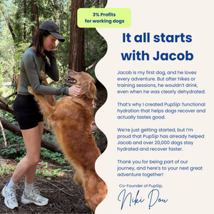 Natural Electrolytes — Berry Boost Dog Hydration Support