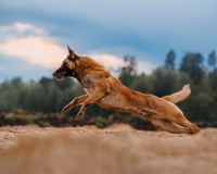 Dog leaping in a field with trees and sky in the background