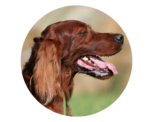 Dogs hydrate differently from humans