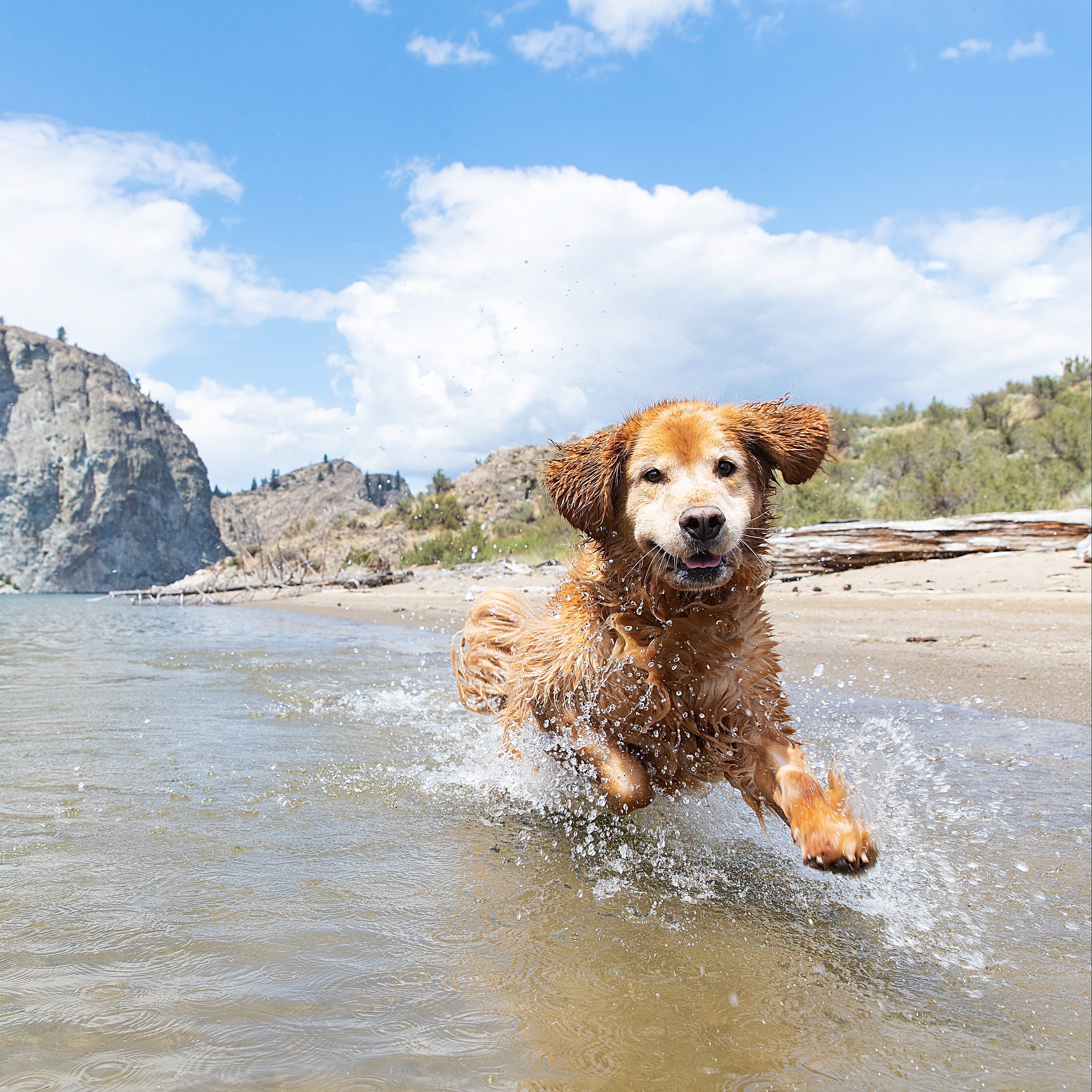 Joyful Golden Retriever running through shallow beach water on a sunny day, showcasing the active, hydrated lifestyle supported by My Dog’s Kitchen PupSip.