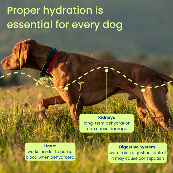 Dog standing in a field with text about hydration and its importance for dogs.