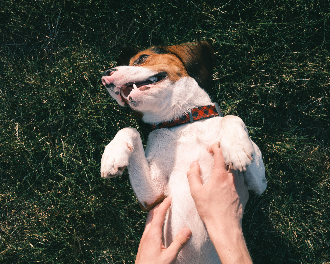 PupSiP provides Digestion & Gut Support