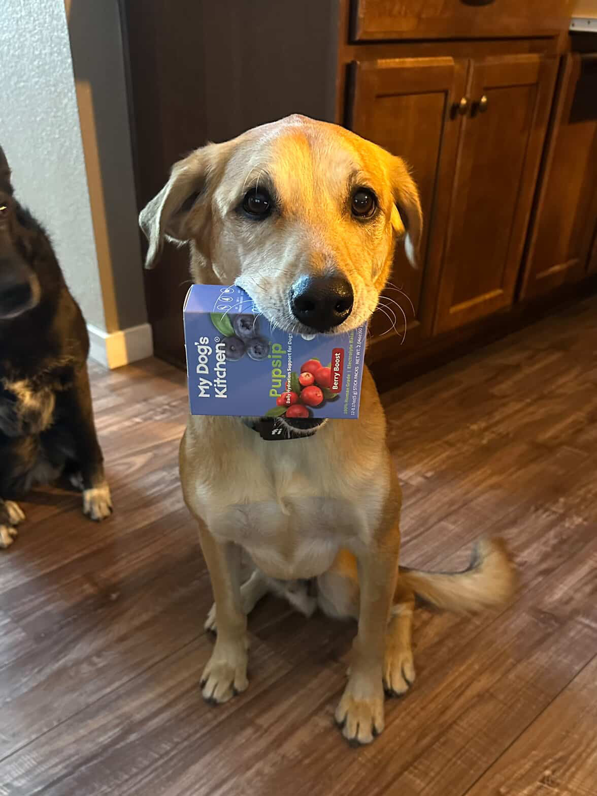 PupSip is a great addition to your pup’s nourishment plan