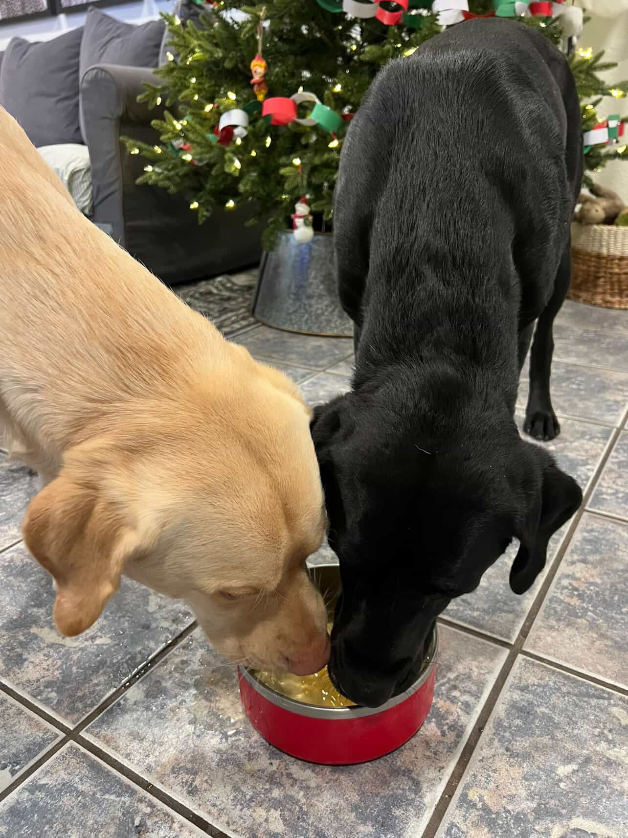 PupSip is a great product for the pups Living in florida.