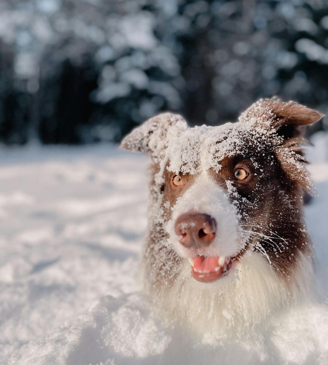 PupSip provides 60-Day Satisfaction Guarantee