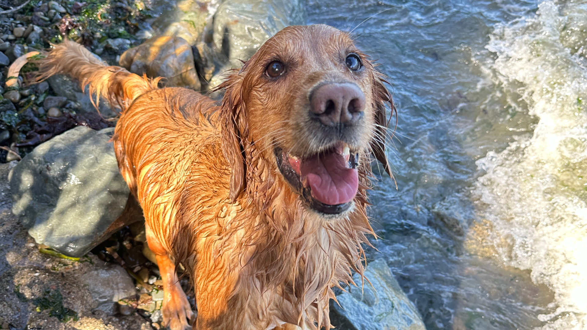 PupSip's story inspired by Jacob