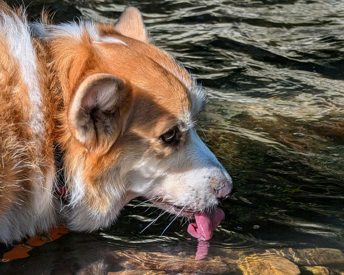 The Hydration Gap in Dogs