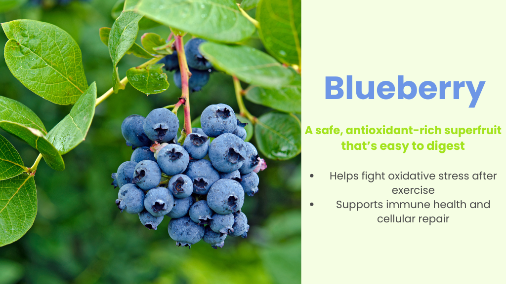 Cluster of ripe blueberries on the bush with overlay text describing blueberries as an antioxidant-rich, dog-safe superfruit that supports immune health and recovery