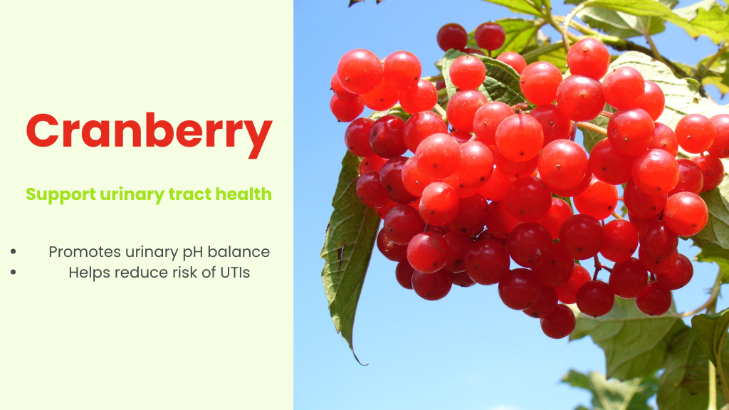 vibrant cranberries featuring text on urinary-tract support and antioxidant benefits for dogs in PupSip Berry Boost hydration mix