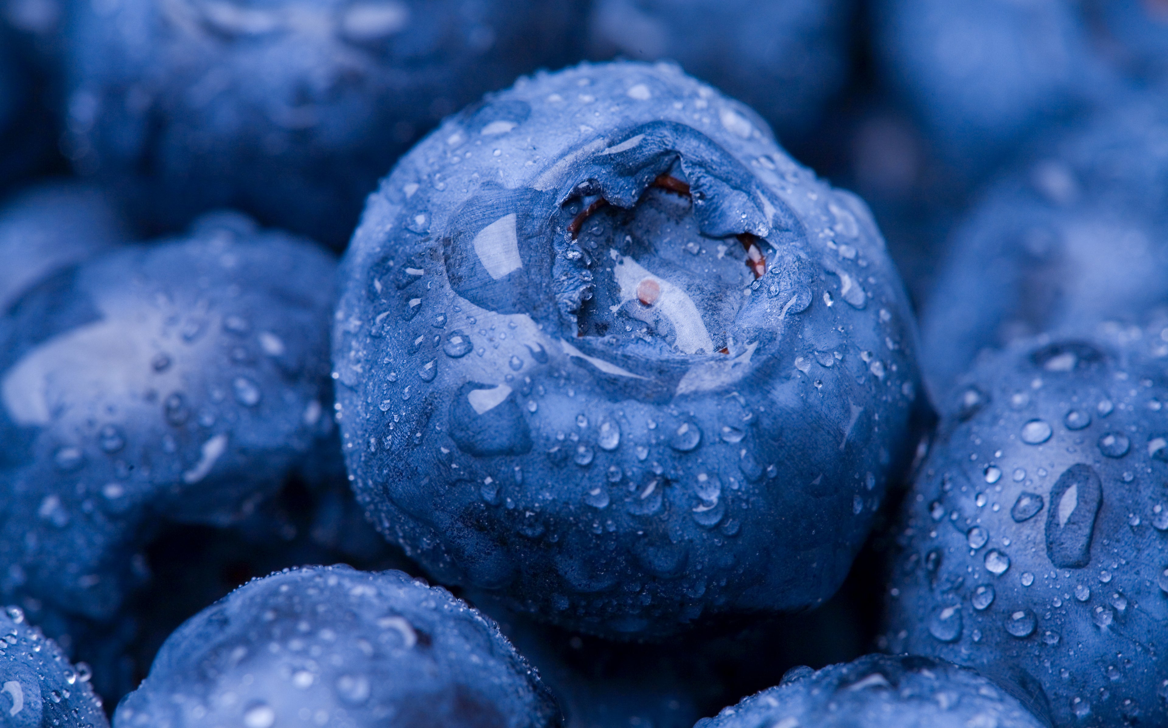 Close-up of fresh blueberries with water droplets — a natural antioxidant ingredient used in PupSip hydration mix for dogs