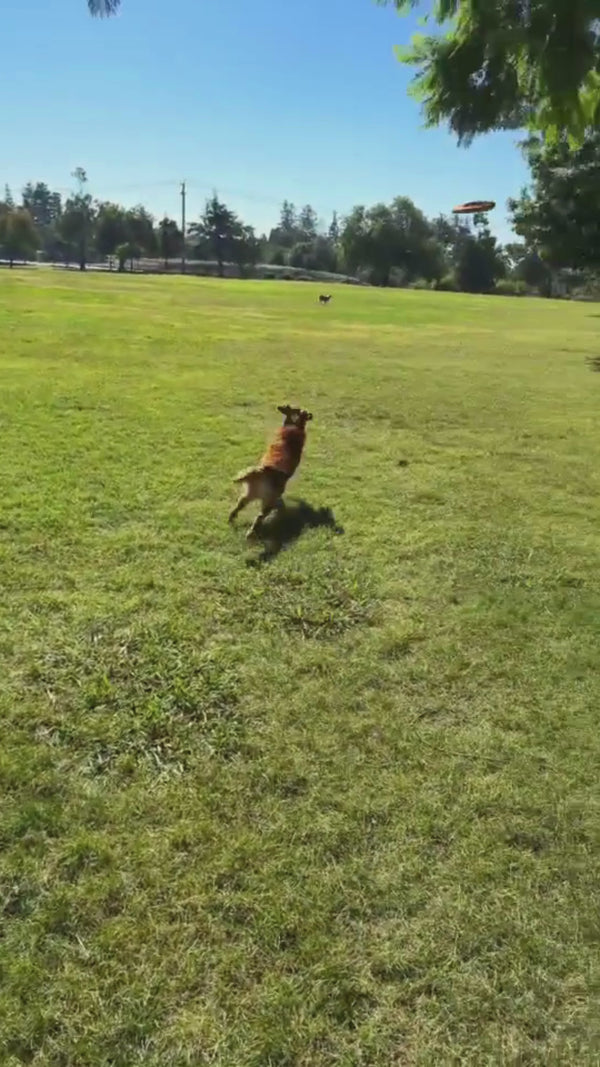 Before PupSip dog Hydration