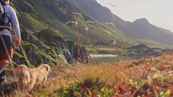 PupSip dog hydration support homepage video