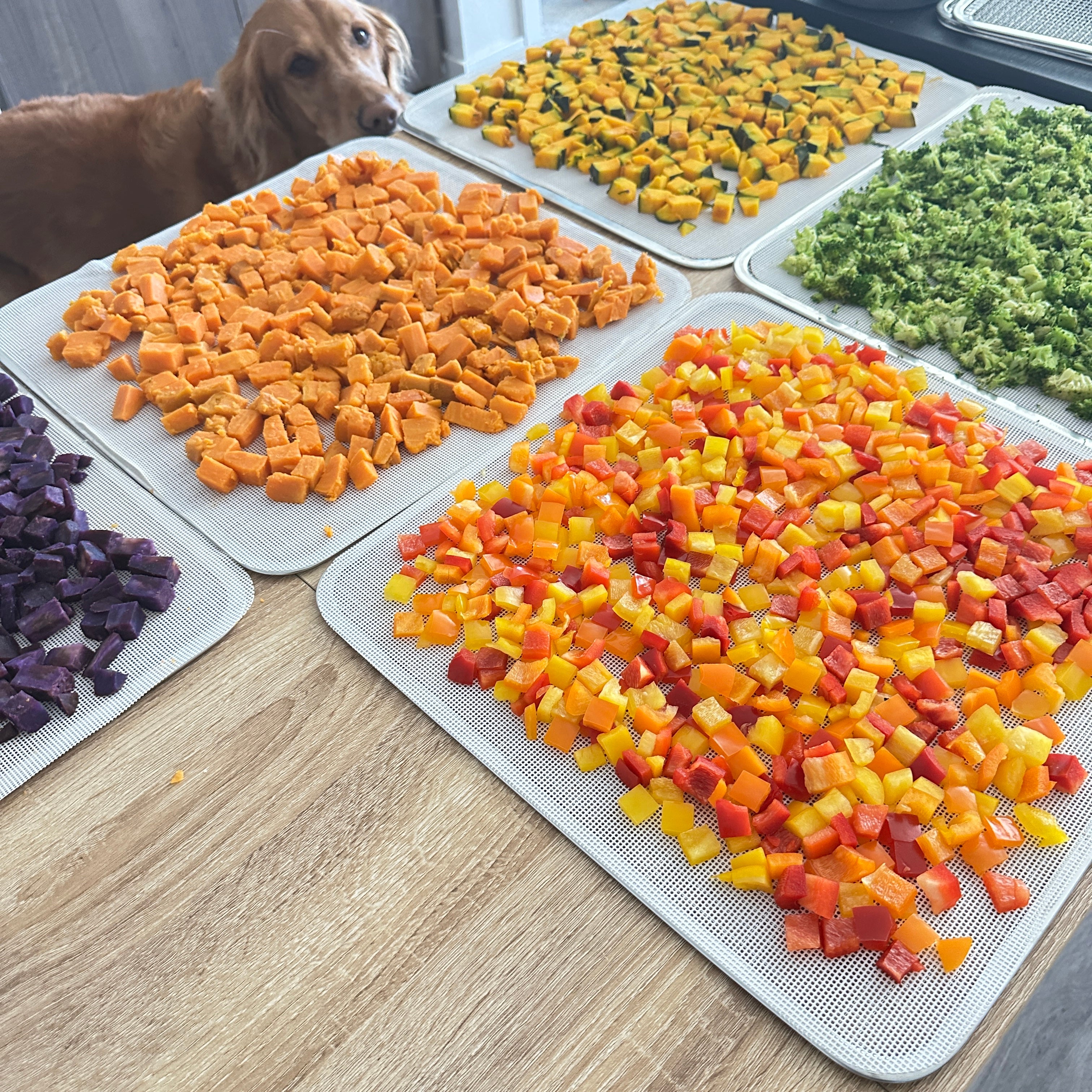 A golden retriever watches as diced sweet potato, bell peppers, broccoli, and purple sweet potato pieces spread on dehydrator trays—showcasing PupSip’s real-food ingredient preparation